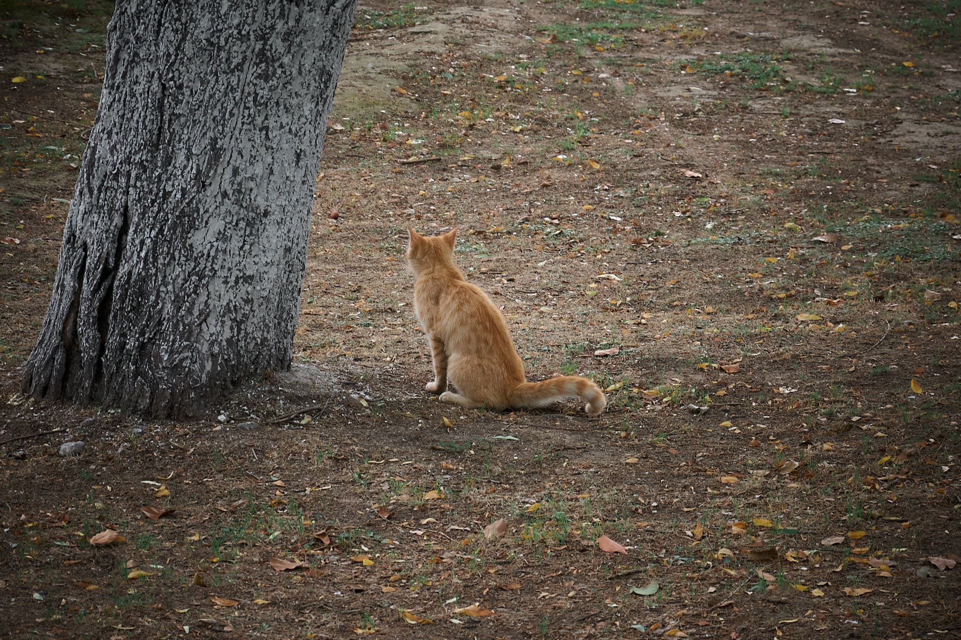 偶然捕捉一只小猫 ~~